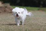 BICHON FRISE 484